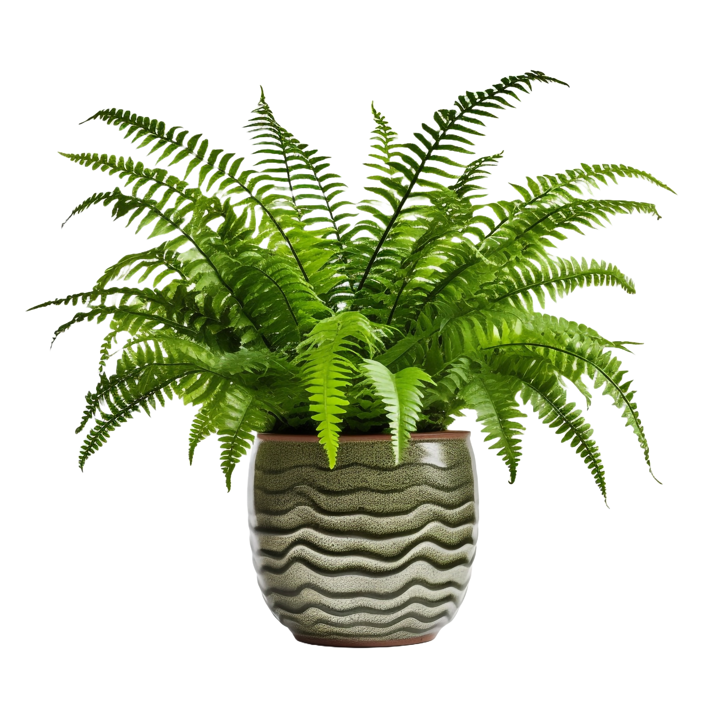 Fern